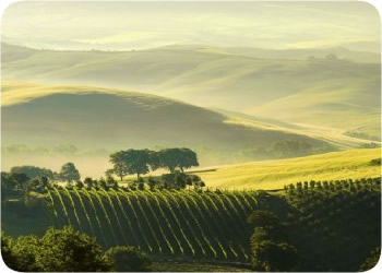 Campagna fiorentina