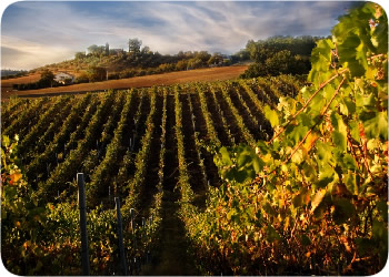 Chianti Fiorentino